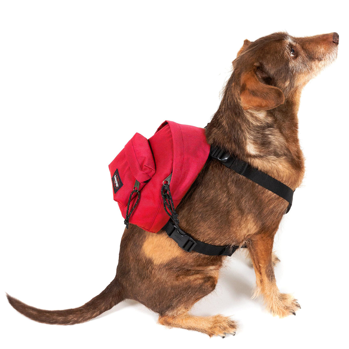 Dog Pak'R Sailor Red - Zaino Rosso EK0A5BEO84Z1 . EASTPAK 
